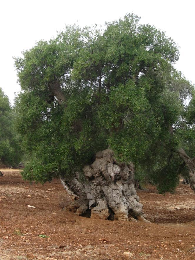 Masseria La Gravina Palagianello Buitenkant foto